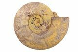 Jurassic Ammonite (Hildoceras?) Fossil - Morocco #289707-1